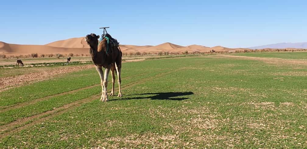 Chegaga Desert Trips Camp Hotel M'Hamid Exterior foto